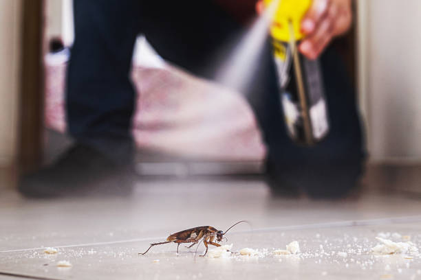 Best Affordable Pest Control Services  in Level Plains, AL